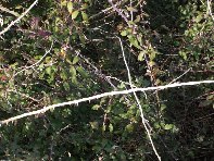 otte Scorciavacca20110306 128